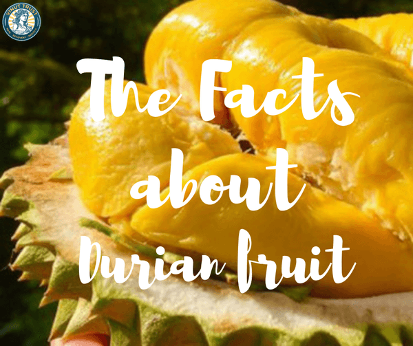 Durian’s story: 4 Interesting Facts about “Unfriendly Fruit”!
