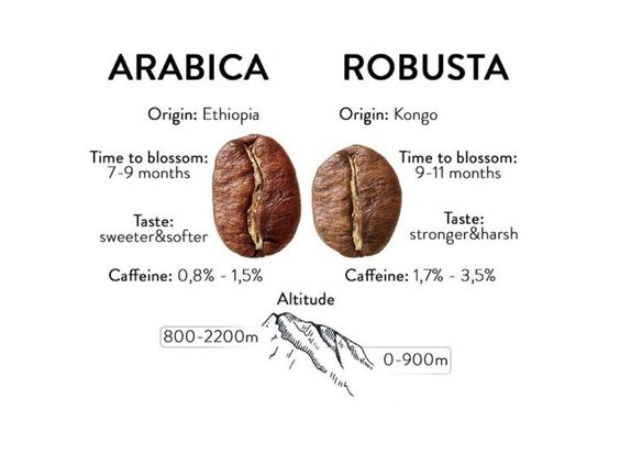 Arabica & Robusta