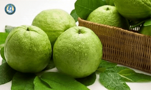 Vinut Trust_Nutritional Profile of Guava Powder