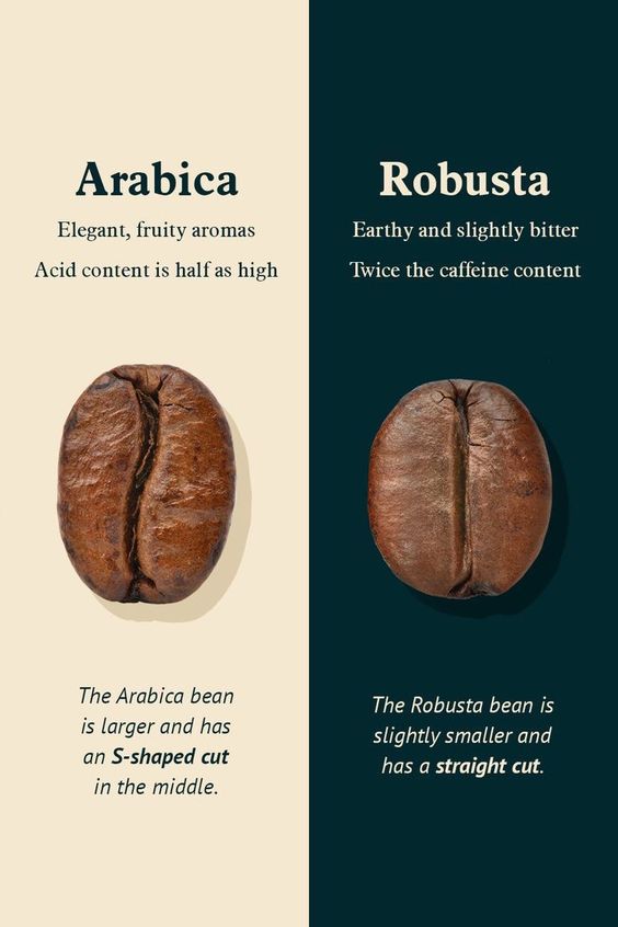 Arabica & Robusta