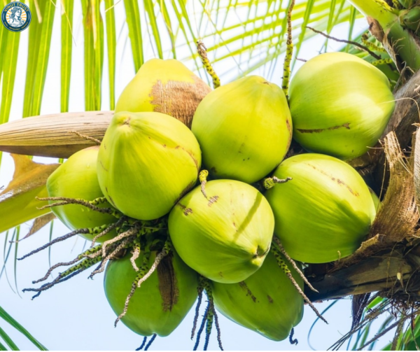 (facts of coconut)
